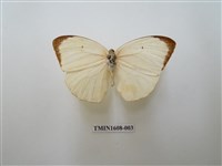 藏品(細波遷粉蝶)的圖片